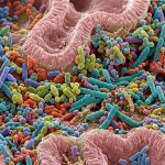 Microbiote intérieur