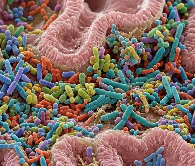 Microbiote intérieur