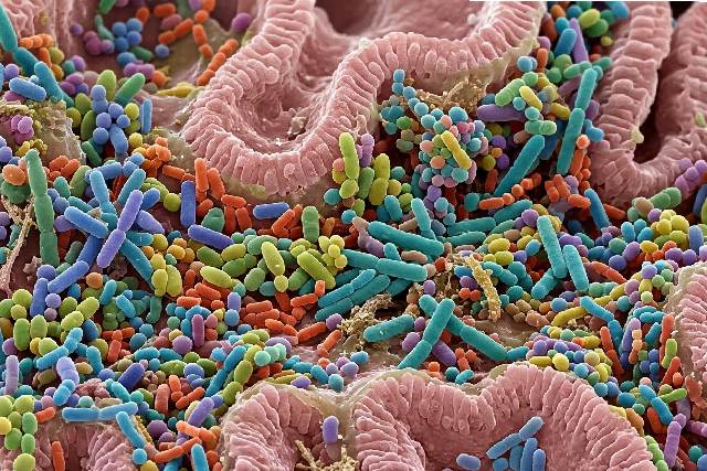 Microbiote intérieur