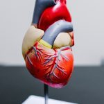 maladies cardiovasculaires