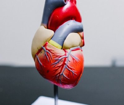maladies cardiovasculaires