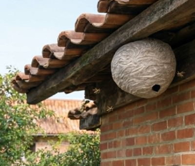 Nid de frelon asiatique sous le toit d’une maison toulousaine, illustration du guide 2026 sur les frelons et guêpes autour de Toulouse