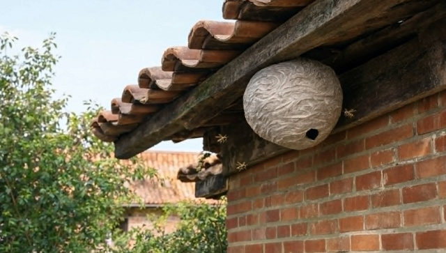 Nid de frelon asiatique sous le toit d’une maison toulousaine, illustration du guide 2026 sur les frelons et guêpes autour de Toulouse